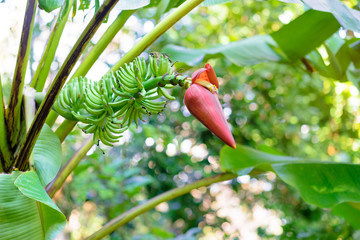 Green banana tree with flower.