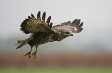 Common buzzard (Buteo buteo)