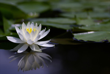 水鏡の睡蓮（water lily）