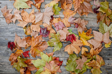 dry autumn leaves on a grey old wood planks