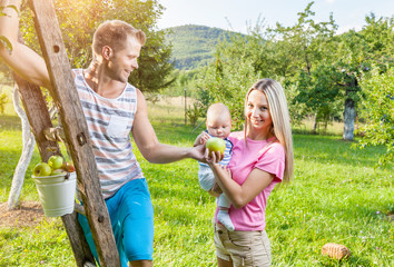 Young family picking apples from an apple tree