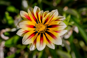 Gros plan de la fleur de Gazania