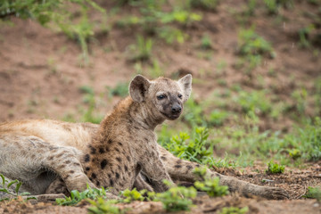 Young Spotted hyena starring.