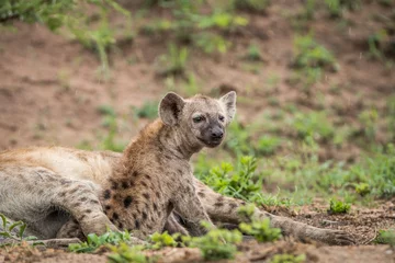 Foto op Aluminium Young Spotted hyena in de hoofdrol. © simoneemanphoto