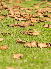 Falling leaves on the grass on autumn