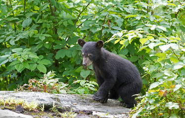 Black bear cub walking through the woods
