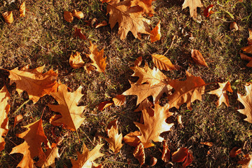 Background of colorful autumn leaves on forest floor