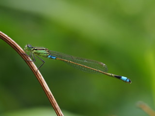 Green and turquoise damselfly