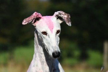 Greyhound mit bunter Holi Farbe