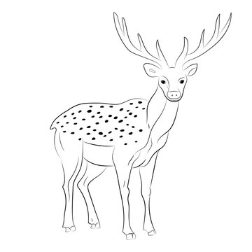 Hand Drawn Spotted Reindeer. Sketch Cute Deer Isolated on White.Vector Illustration.