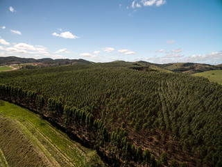 Fototapeta premium Aerial View of Eucalyptus Forest, Sao Paulo, Brazil