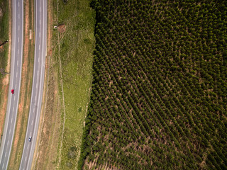 Top View of Eucalyptus Forest, Sao Paulo, Brazil