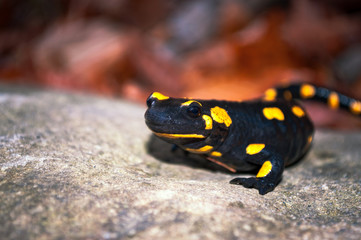 Fire Salamander on the stone in nature.