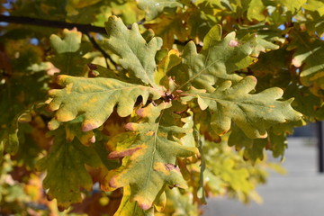 Hojas de roble en otoño.