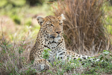 Naklejka na ściany i meble Leopard laying in the grass.