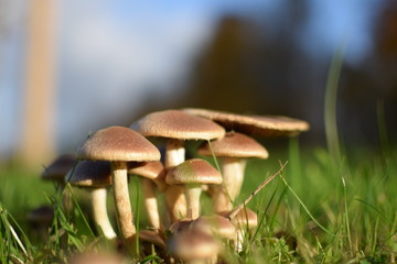 a group of mushrooms in the grass