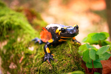Fire Salamander in spring forest close-up