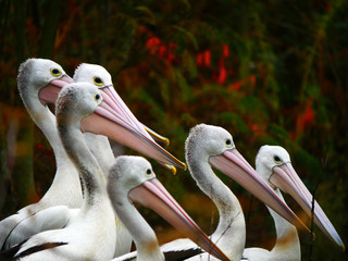 Pélicans