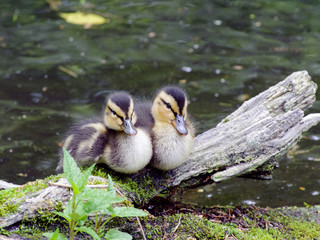 Baby Ducks - 125474897