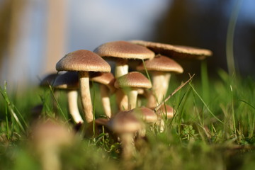 a group of mushrooms in the grass