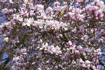 blooming magnolia tree