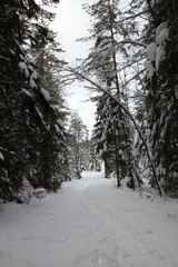 Wald im Winter