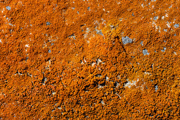 Orange Gasparrinia elegans lichen on the stone