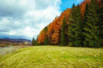 Autumn forest and green meadow in the Carpathian mountains
