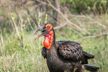 Southern ground hornbill walking in the grass.