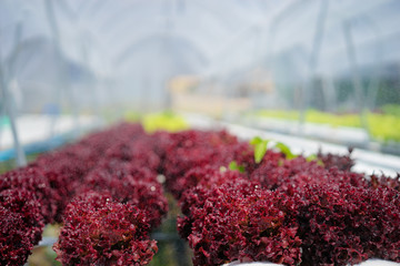 Hydroponoc technology. Colorful lattuce salad plant growing in greenhouse. Hidroponic.