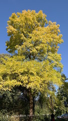 tall tree in autumn