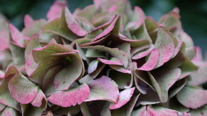 Macro photo or a close-up of the petals of a hydrangea. A bright image of a garden plant, with the colors pink and green. Text space is at the top of the image.