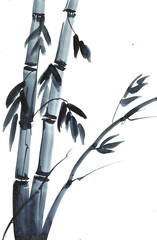 Bamboo, watercolor illustration