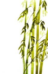 Naklejka premium Bamboo, watercolor illustration