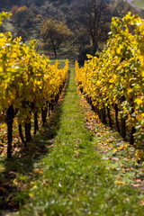 Weinberge