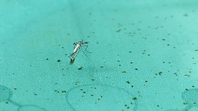 HD footage close up of Young Tiger Mosquito (Aedes albopictus) Larvae and Pupae 