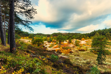 Valley in dunes of Schoorl Netherlands with autumn colours