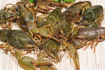 ?rayfish (lat. Astacus astacus) is a species of decapod crustacean of the infraorder Astacidea