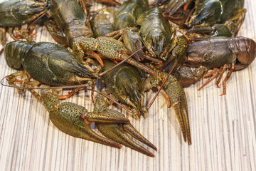 Shirokopalyj crayfish (lat. Astacus astacus) is a species of decapod crustacean of the infraorder Astacidea