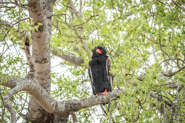 Bateleur sitting in a tree.