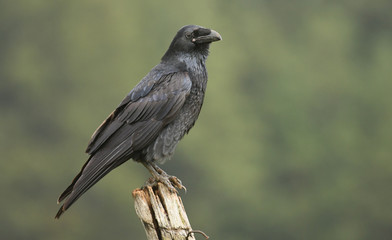 Raven (Corvus corax)