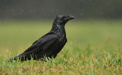 Raven (Corvus corax)