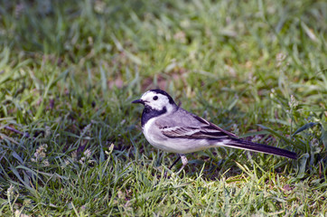 Bird Wagtail Motacilla alba in garden grass