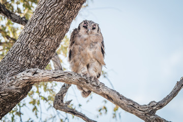A Verreaux's eagle owl sitting on a branch.