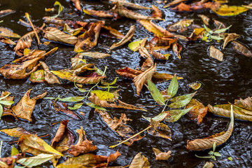 Autumn leaves on the water.