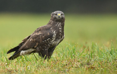 Young Common buzzard (Buteo buteo)