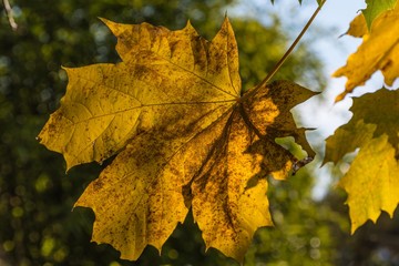 Herbstliches Ahornblatt