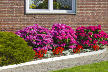 bush of hortensia flowers