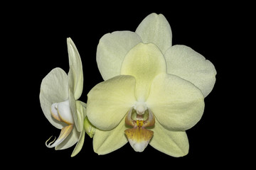 Yellow orchid  on  black background