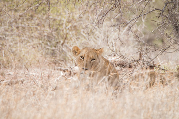 Lioness blending in in the high grass.